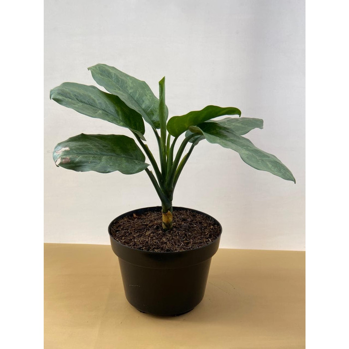 AGLAONEMA SILVER (tanaman)