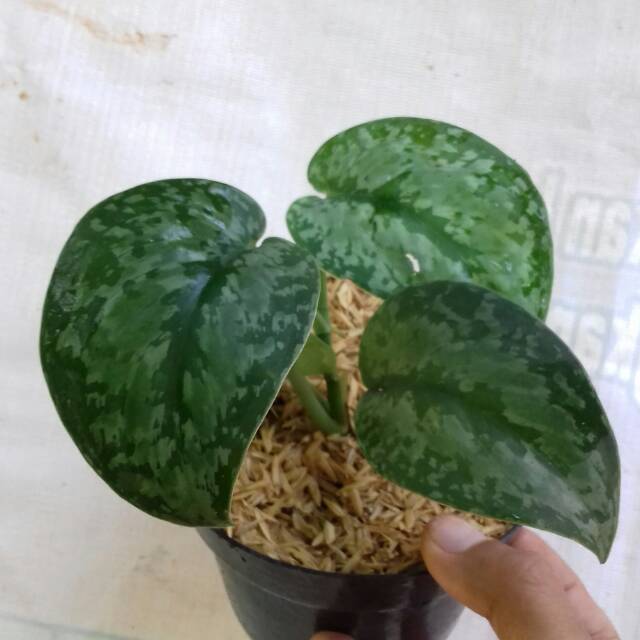 Tanaman hias scindapsus exotica