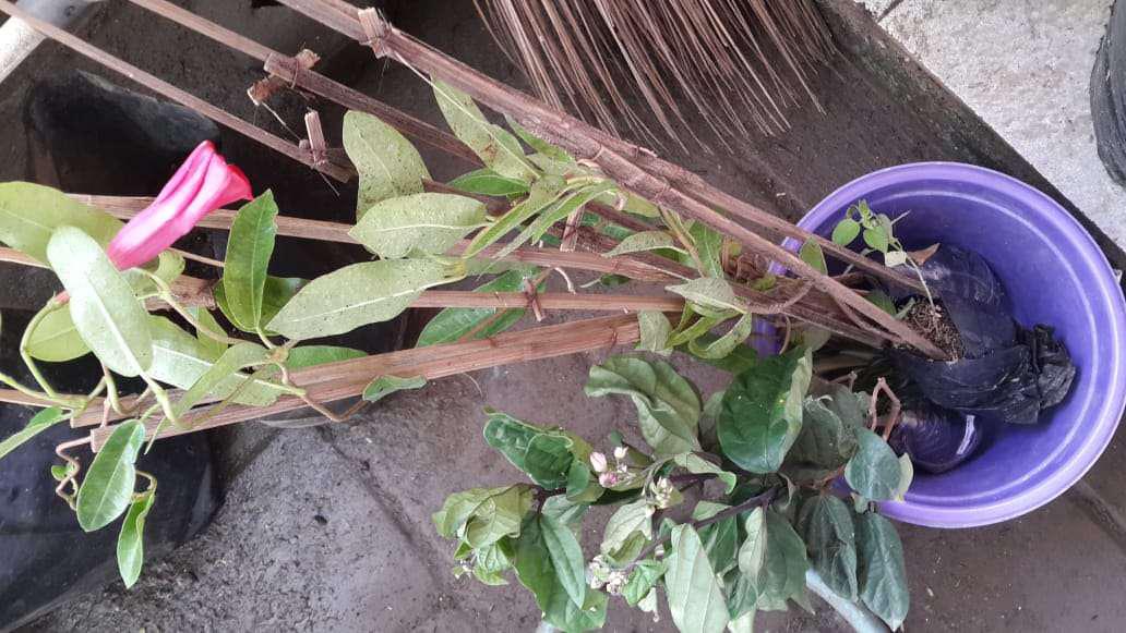 Tanaman Mandevilla Pink