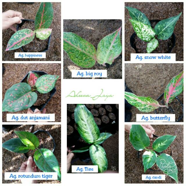 Paket 8 tanaman anakan aglaonema/aglaonema lokalan