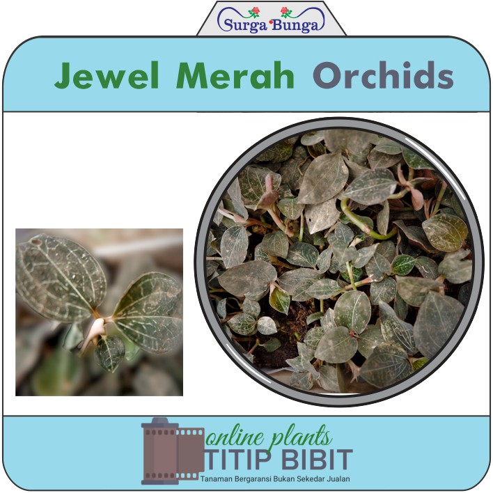 Tanaman hias bunga jewel orchid anoectohillus