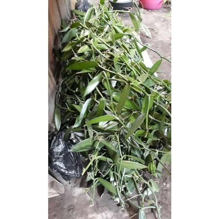 bibit vanili meteran