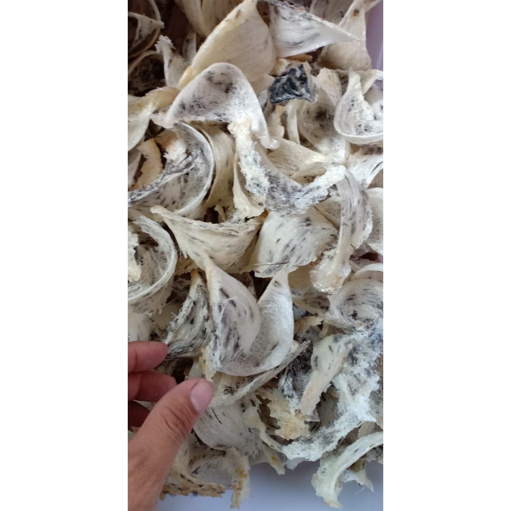 TERLARIS / Sarang walet kotor mangkok