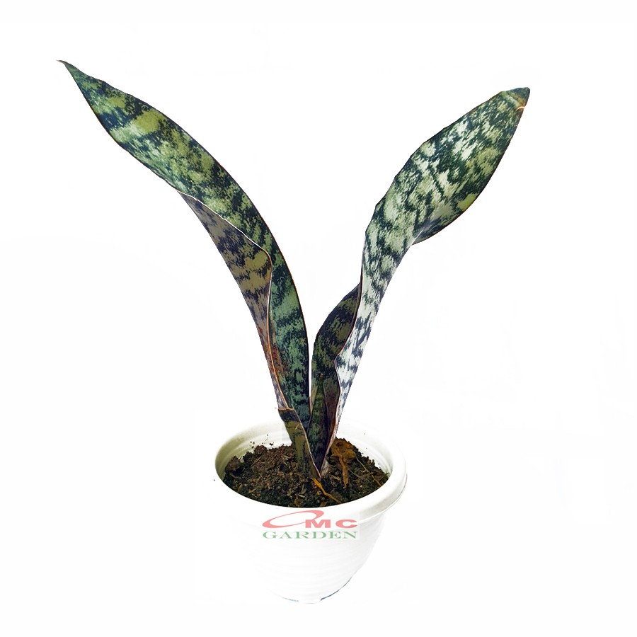 Lidah Mertua Sansevieria Sansivera Sansiviera Sansiviera Sensiviera Futura Hijau Tua Zebra 1020