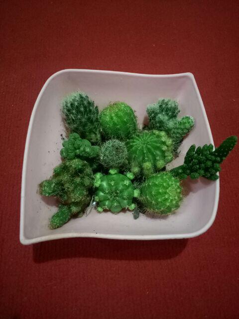 Ownroot Murah (bisa Pilih Kode)