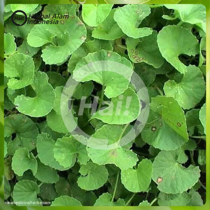 

daun pegagan atau antanan 1000gr segar HAI STORE