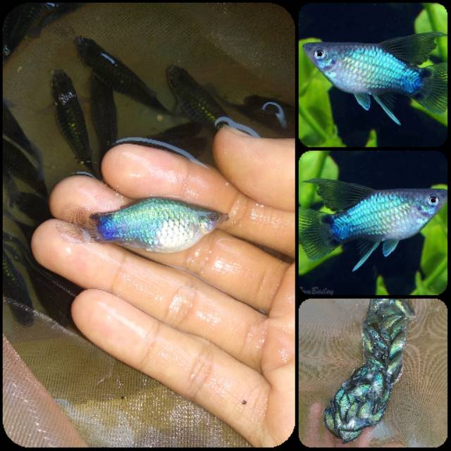 Ikan blue mickey mouse platy untuk aquarium dan aquascape