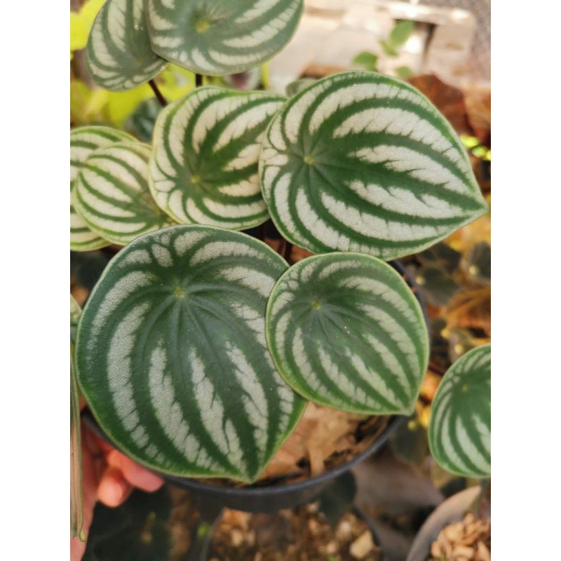 TANAMAN HIAS PEPEROMIA WATERMELON// PEPEROMIA SEMANGKA