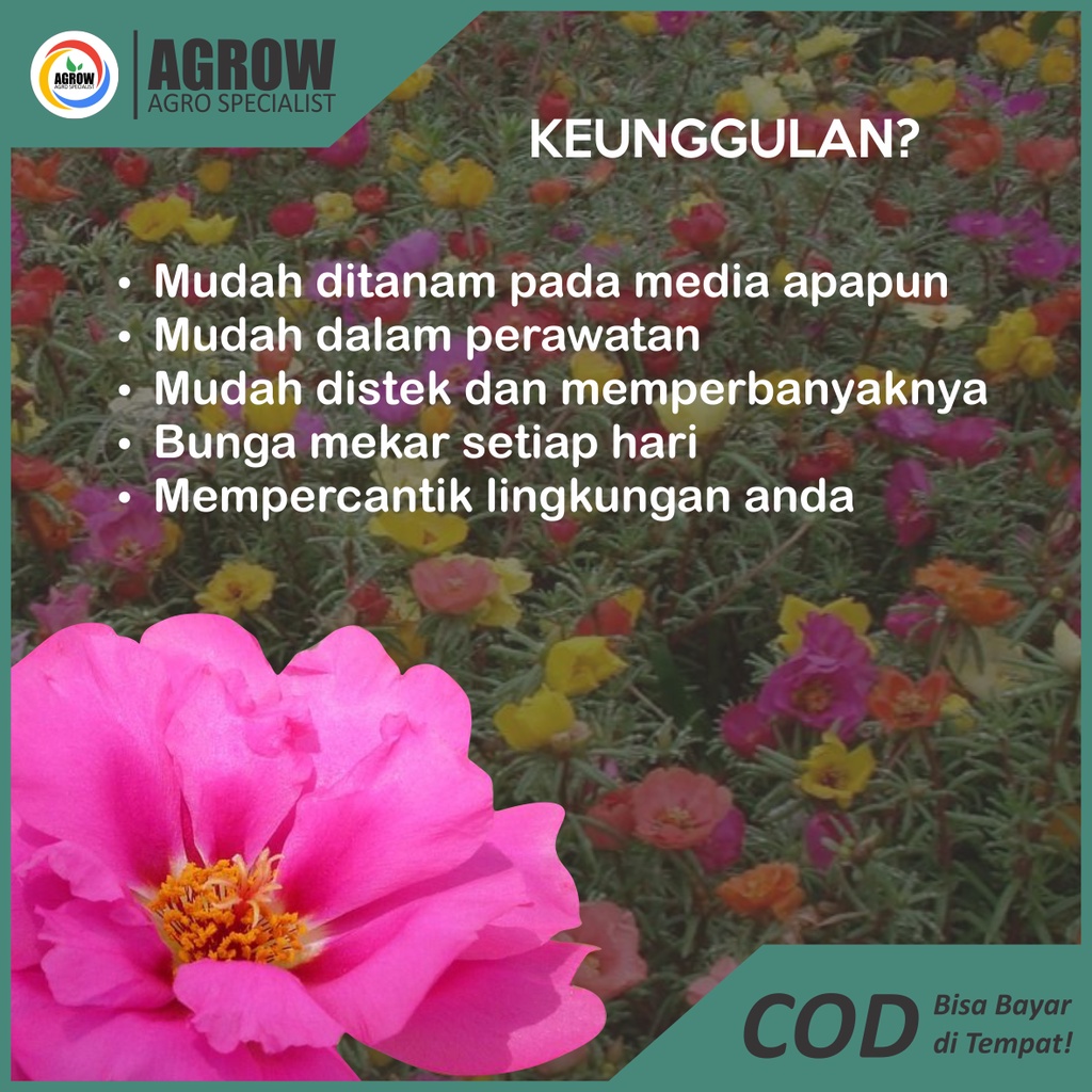 (paket isi 10) Stek Bunga Krokot / pukul 9/ Mossrose/ Portulaca Termurah Terlengkap By Agrow