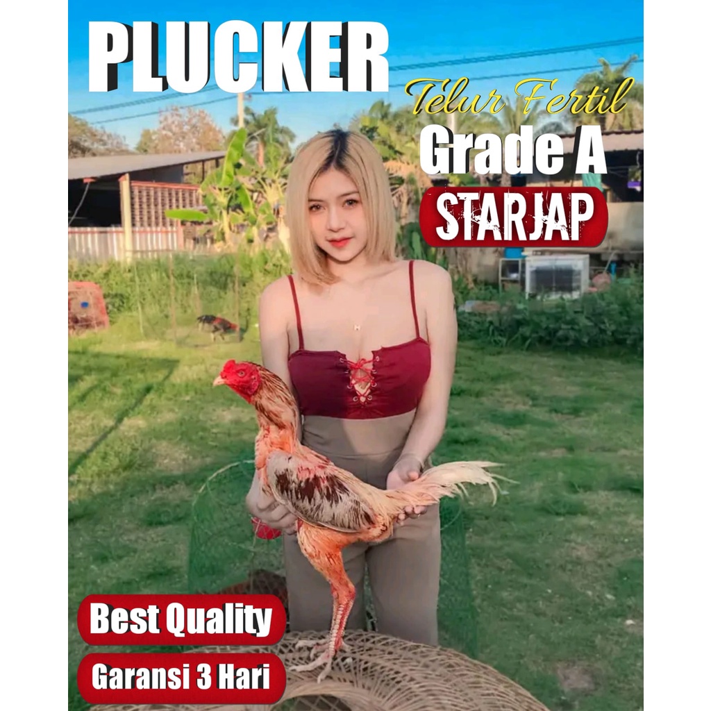 ayam bangkok asli thailand PLUCKER BRUTAL super telur fertil perbutir