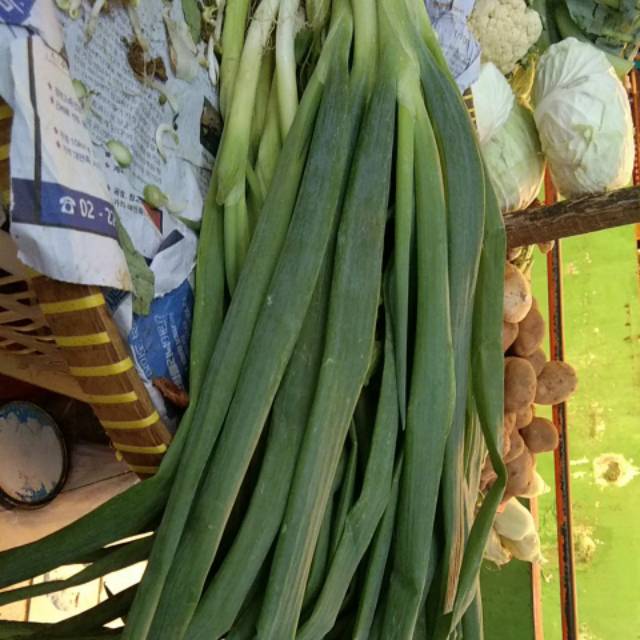 

Daun Bawang besar