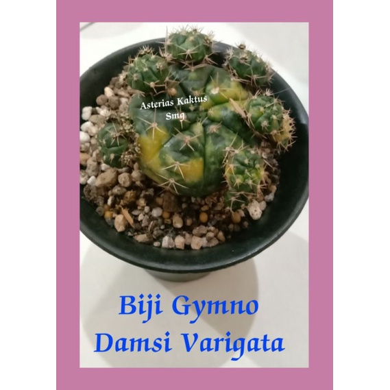 Biji Kaktus Gymno Gymnocalycium Damsi Varigata