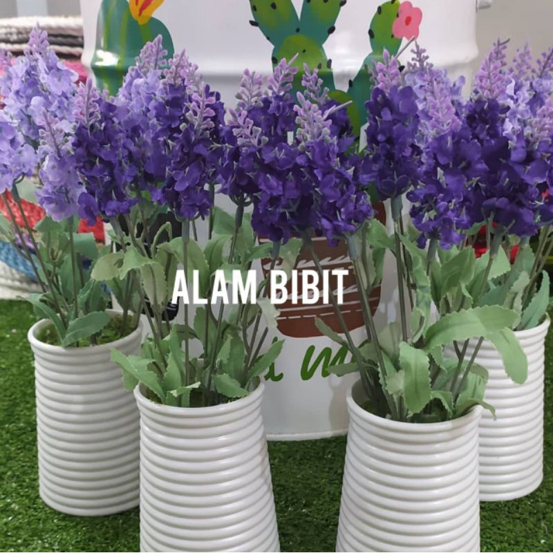 BIBIT BUNGA LAVENDER (penghusir nyamuk) (beli 5 gratis 1)