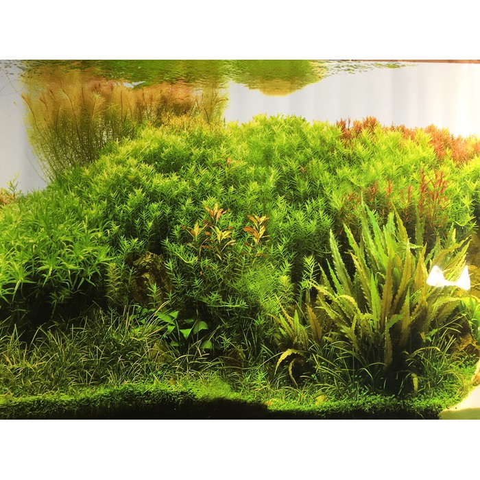 aquarium background akuarium per meter meteran 100x50 cm