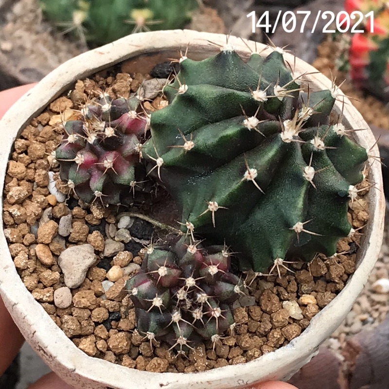 Miha Hybrid Variegata