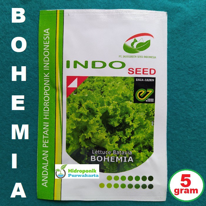 Benih Selada Bohemia Lettuce Batavia Isi 5 Gram Original Packing PT Indoseed - Enza Zaden