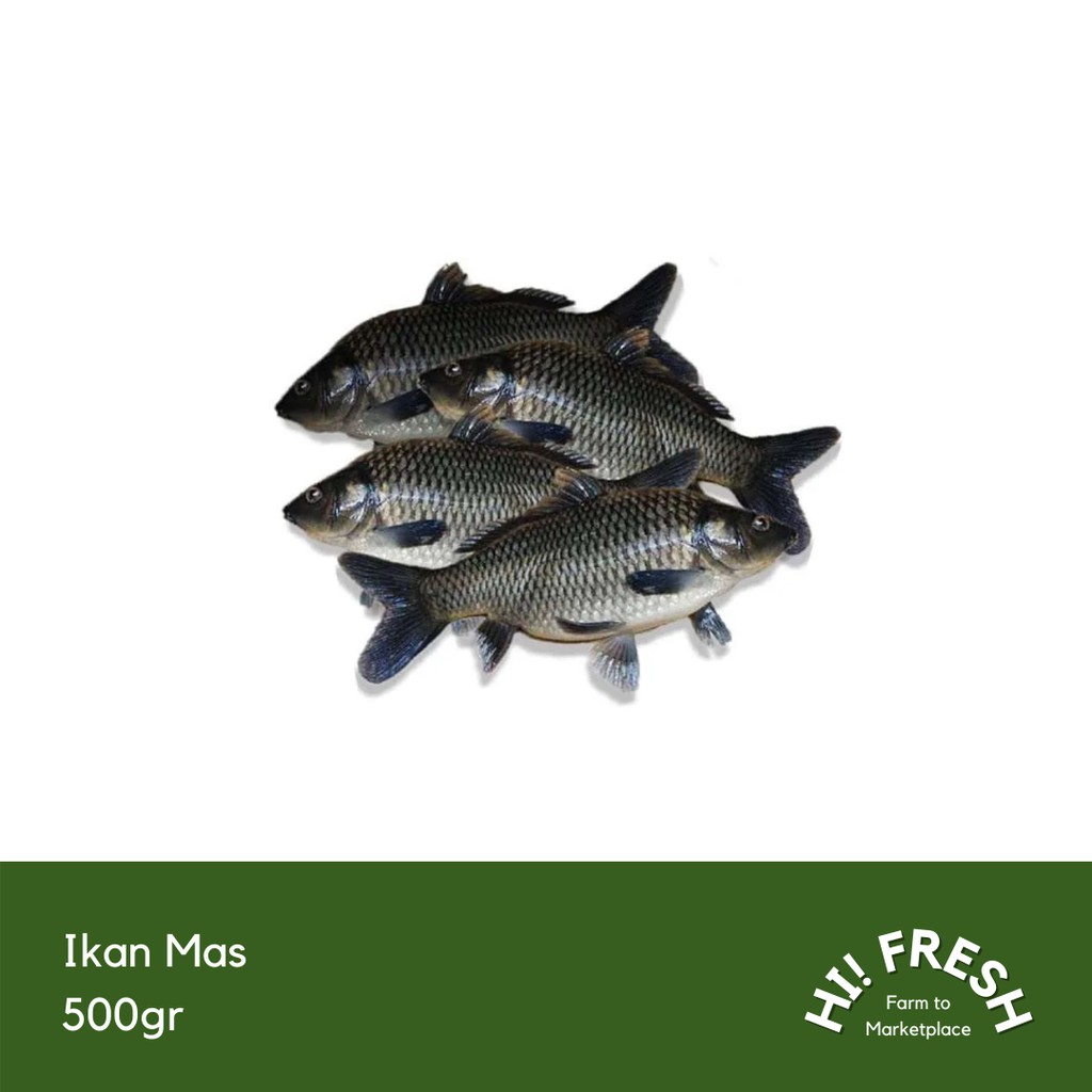 

Ikan Mas 500gr