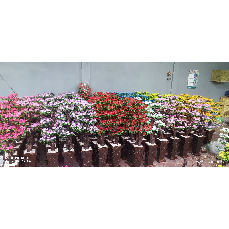 Bunga Sudut sakura / Bunga semanggi 150cm  / Semanggi sudut