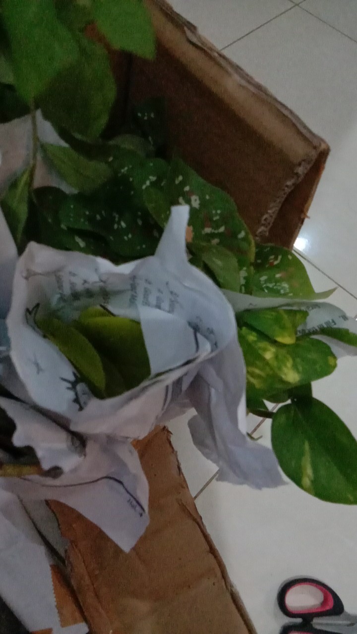 Srigading/sirih Gading Lemon Love