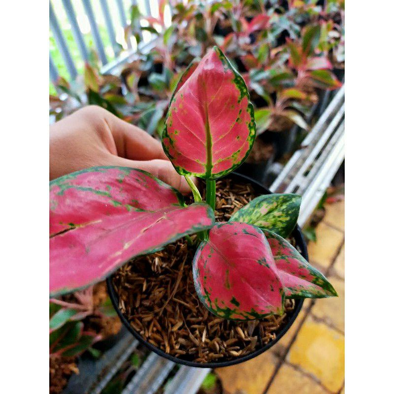 Aglonema Red Anjamani Baby/Anakan