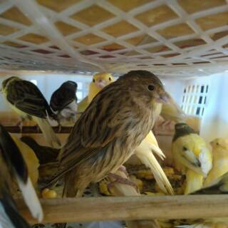 Jual Burung Love Bird Lovebird Hijau Josan Betina Dan Jantan
