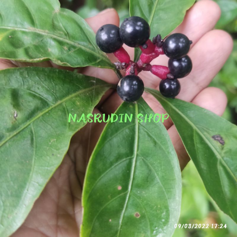 

[Fresh] BIBIT BUAH KOPI KOPIAN 20 BIJI / RAUVOLFIA SERPENTINA / AKAR TIKUS / PULAI PANDAK