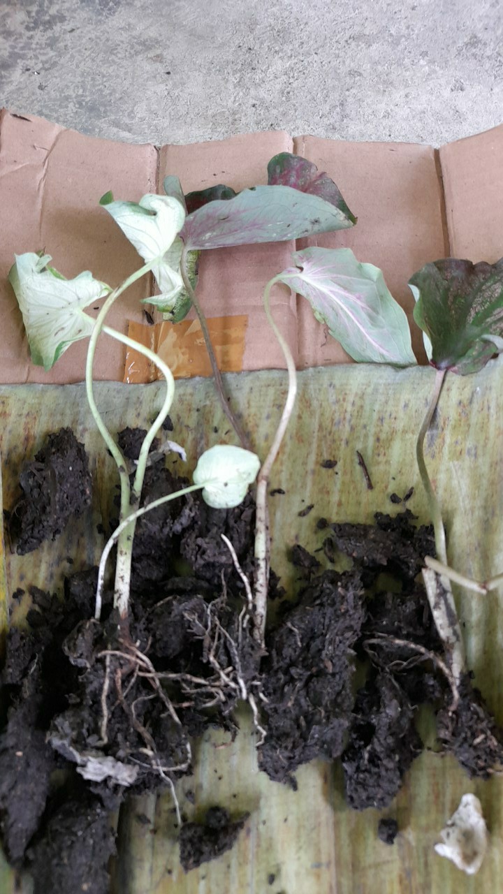 Caladium White Knight/ Dikirim Anakan Bibit White Knight