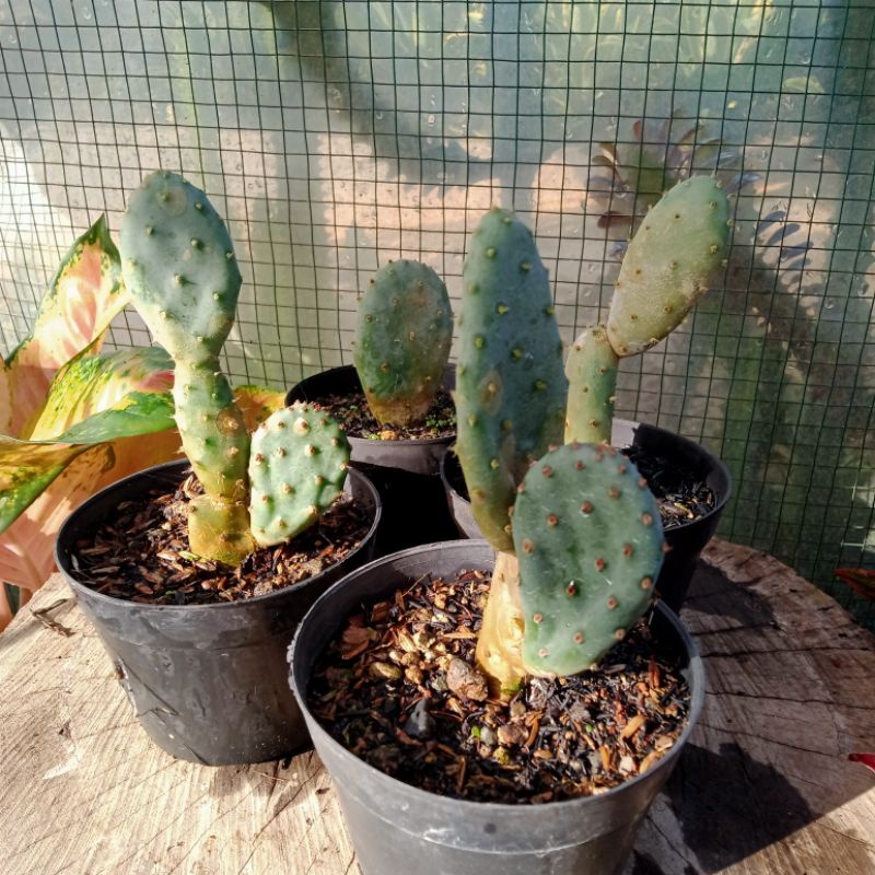 kaktus opuntia blue