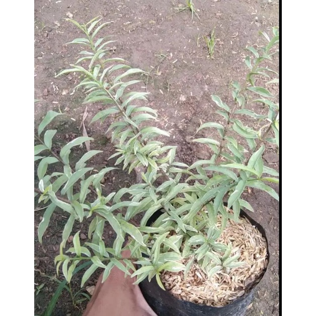 BIBIT ANTING PUTRI MIKRO VARIGATA