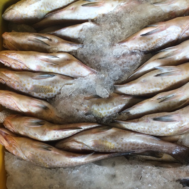 

Ikan Baronang