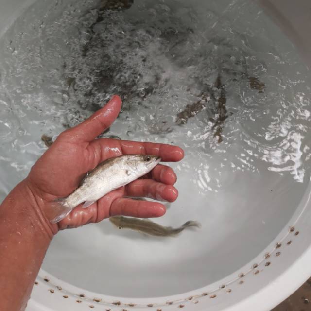 Paket 2 ekor ikan Barramundi/kakap putih air tawar 100% 7cm