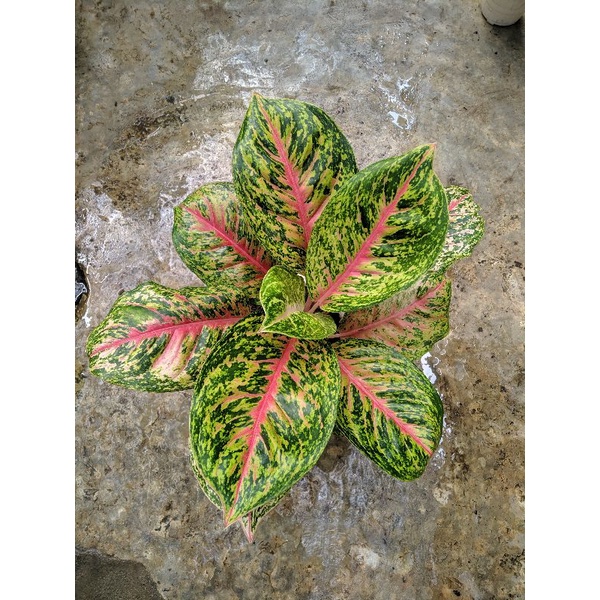 aglonema big papa jumbo