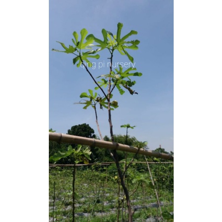 fresh cangkok bibit pohon buah tin kuning jenis TENA