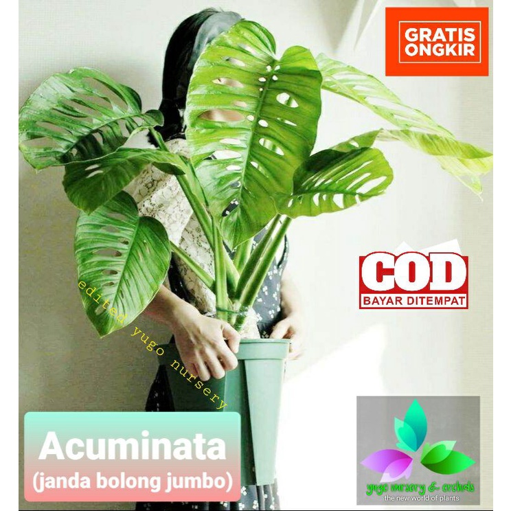 TERMURAH Tanaman Hias Philodendron Monstera Acuminata JANDA BOLONG SUPER JUMBO