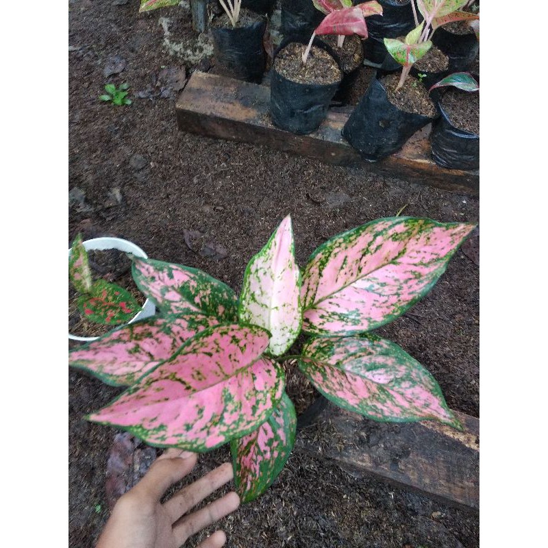 Aglonema ruby Kristin