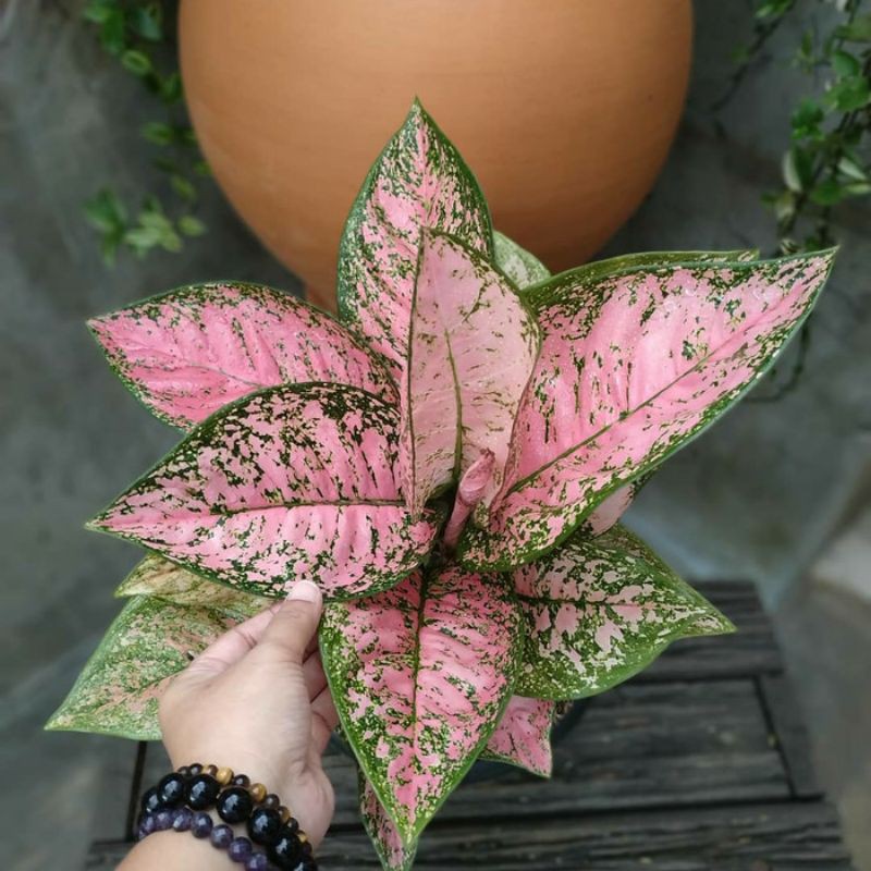 Tanaman Hias Aglaonema/Aglaonema Hias SUPER PINK