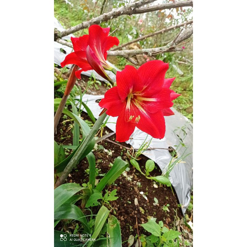 

Umbi Amarilis merah/bibit umbi amarilis merah