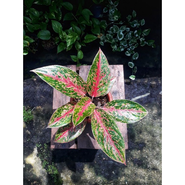Aglaonema Red fire