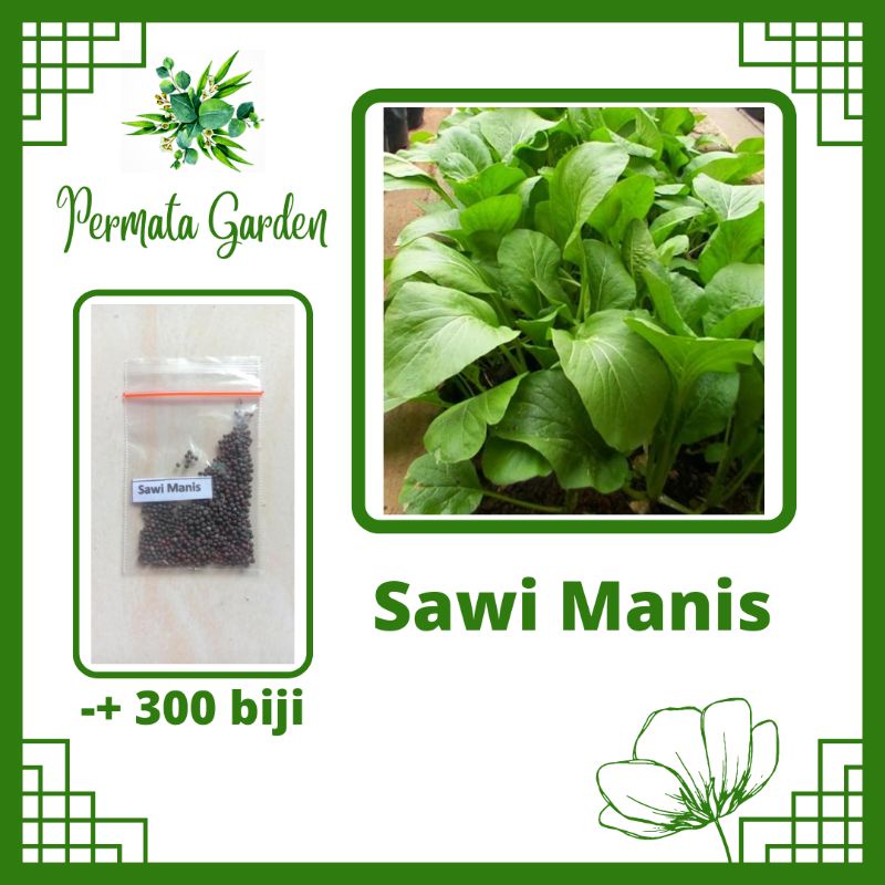 Benih Sawi Bakso Caisim | Sawi Manis | Benih Berkhualitas