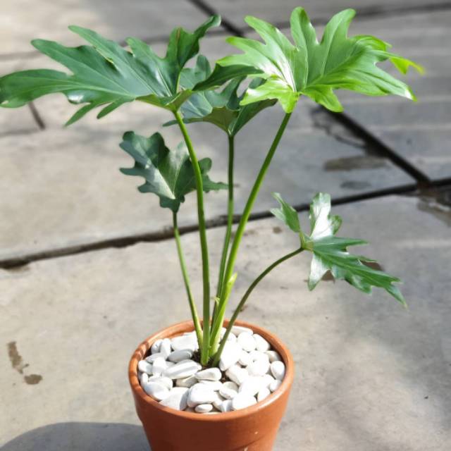 Tanaman Hias Monstera Jari Philodendron Jari Tanaman Indoor Shopee Indonesia