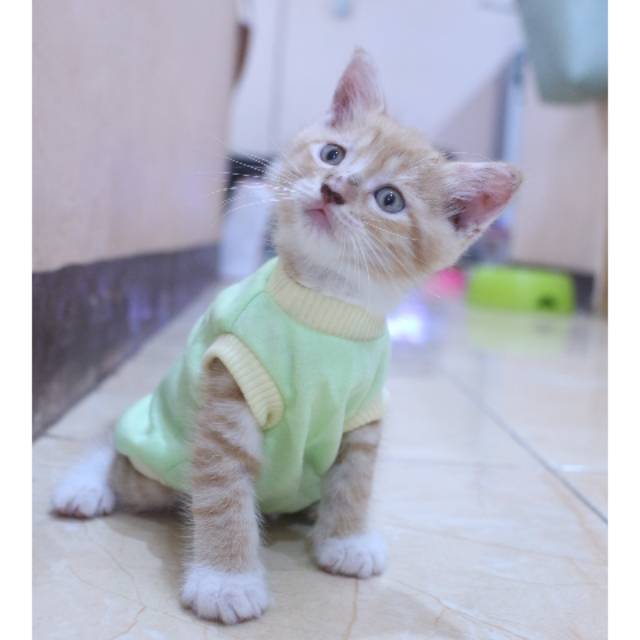 Kaos hijau polos simple untuk kucing dan anjing / baju kucing kaos size S M L XL