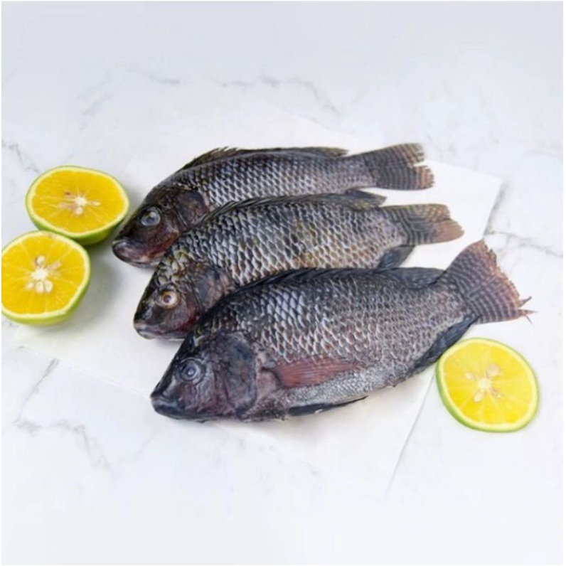 

Ikan nila segar