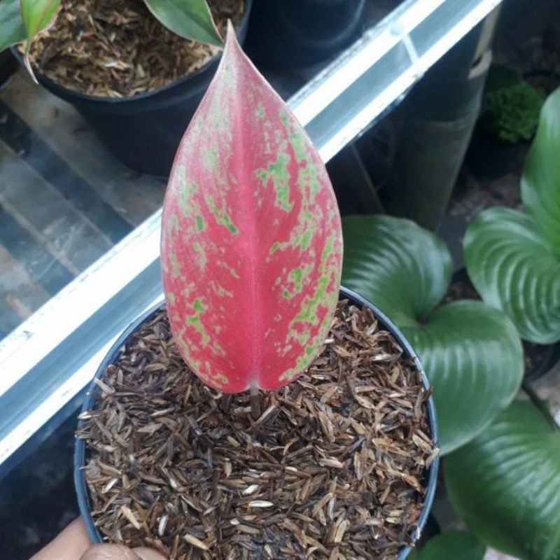 Tanaman Aglonema Mahadewi Bibit/benih