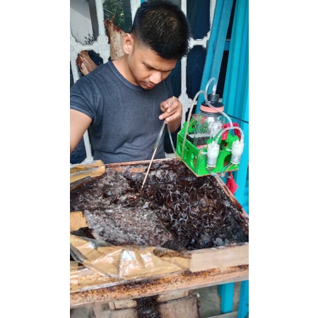 

Madu Klenceng/trigona Thoracica