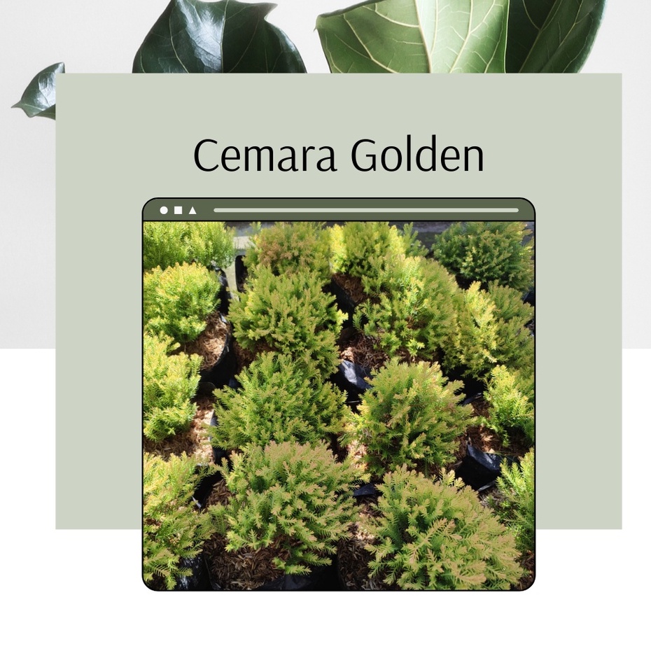 Tanaman Hias Cemara Golden Kuning Pohon Cemara Golden Cemara Golden