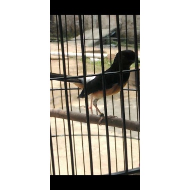 trotol murai batu medan