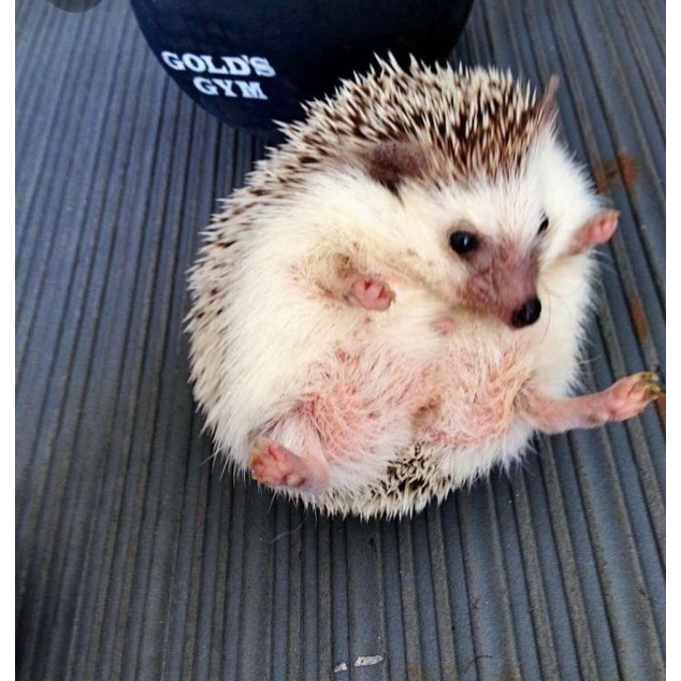 Promo Indukan Jantan Landak mini murah