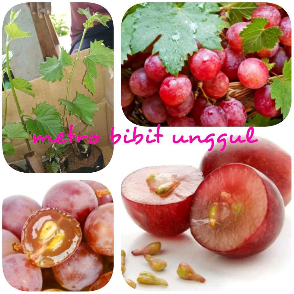 Bibit Buah Bibit Buah Anggur Merah Berbuah *_@