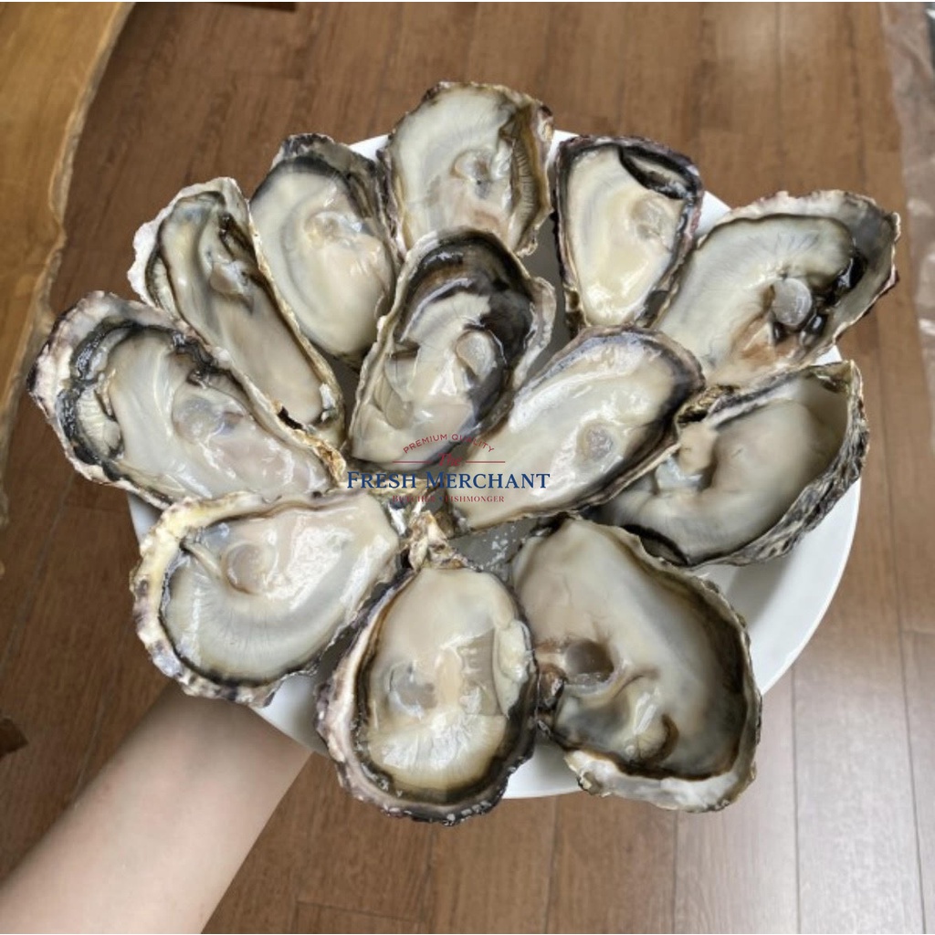 

Kumejima Oyster / Oyster Import