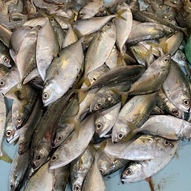

Ikan kembung segar